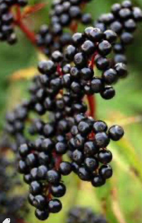 Elderberry Syrup